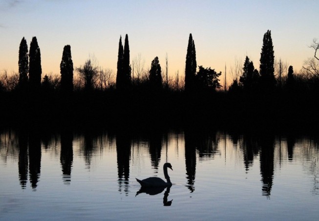 No siempre lo que se ve es lo que parece Un cisne nada por un lago