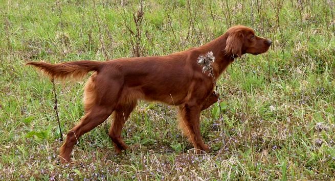 setter apuntando